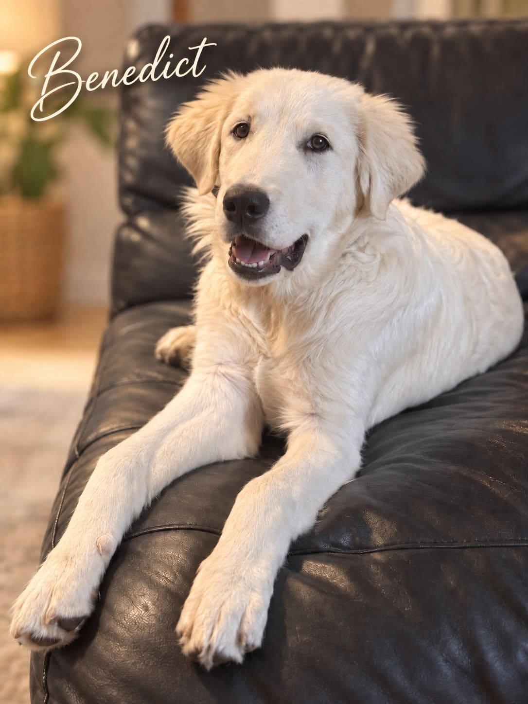 Benedict, Adoptable, Young Male Great Pyrenees & Akbash.