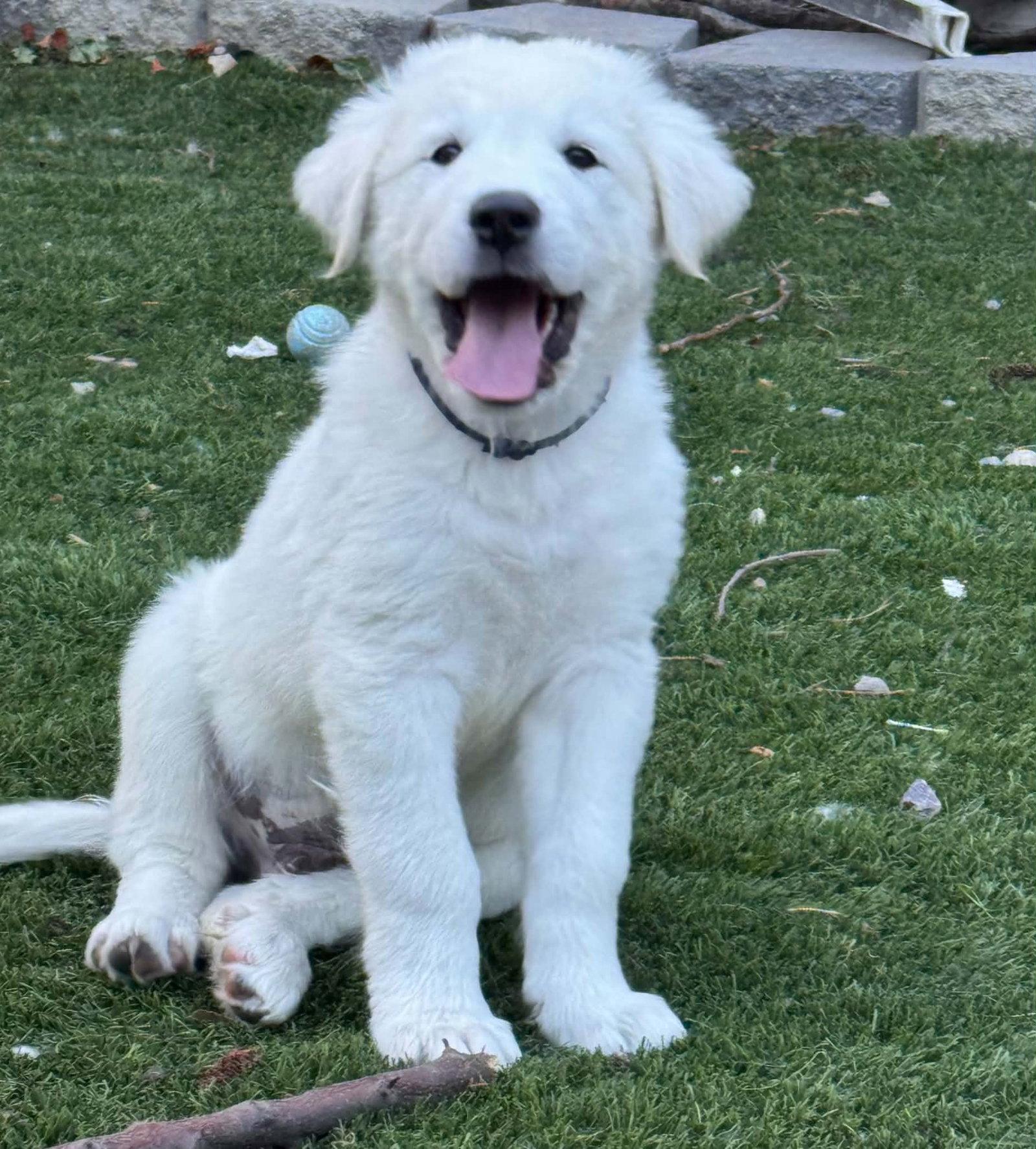 Enlarge Benedict, a Adoptable mixed breed in Denver, CO image 2/2