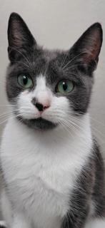 PEPPER, ADOPTABLE, Adult Female Domestic Short Hair.