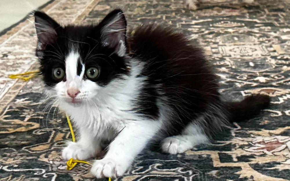 Enlarge Sophie, a Adoptable Domestic Medium Hair in Emerald Isle, NC image 2/6