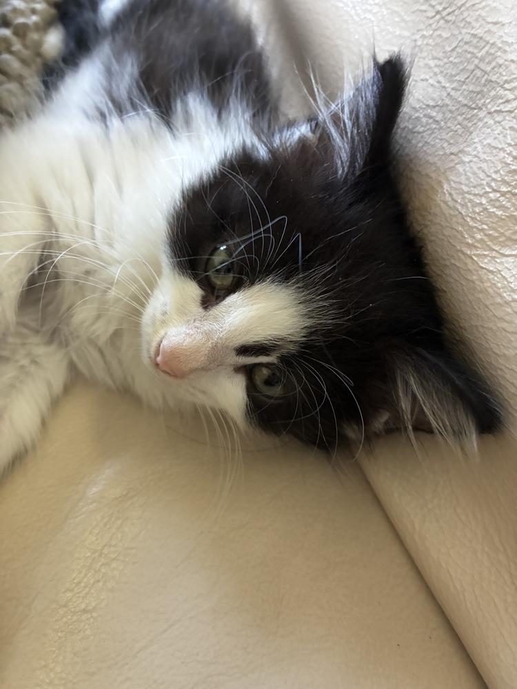 Enlarge Sophie, a Adoptable Domestic Medium Hair in Emerald Isle, NC image 3/6