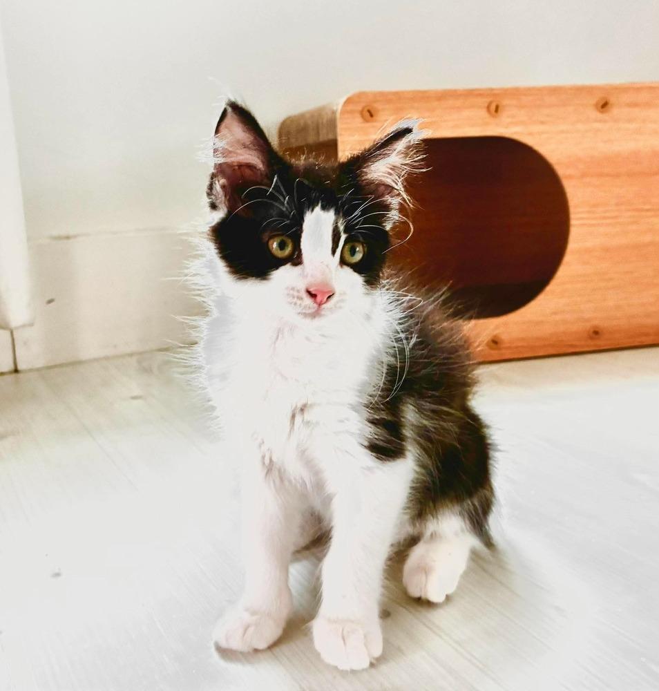 Enlarge Sophie, a Adoptable Domestic Medium Hair in Emerald Isle, NC image 4/6