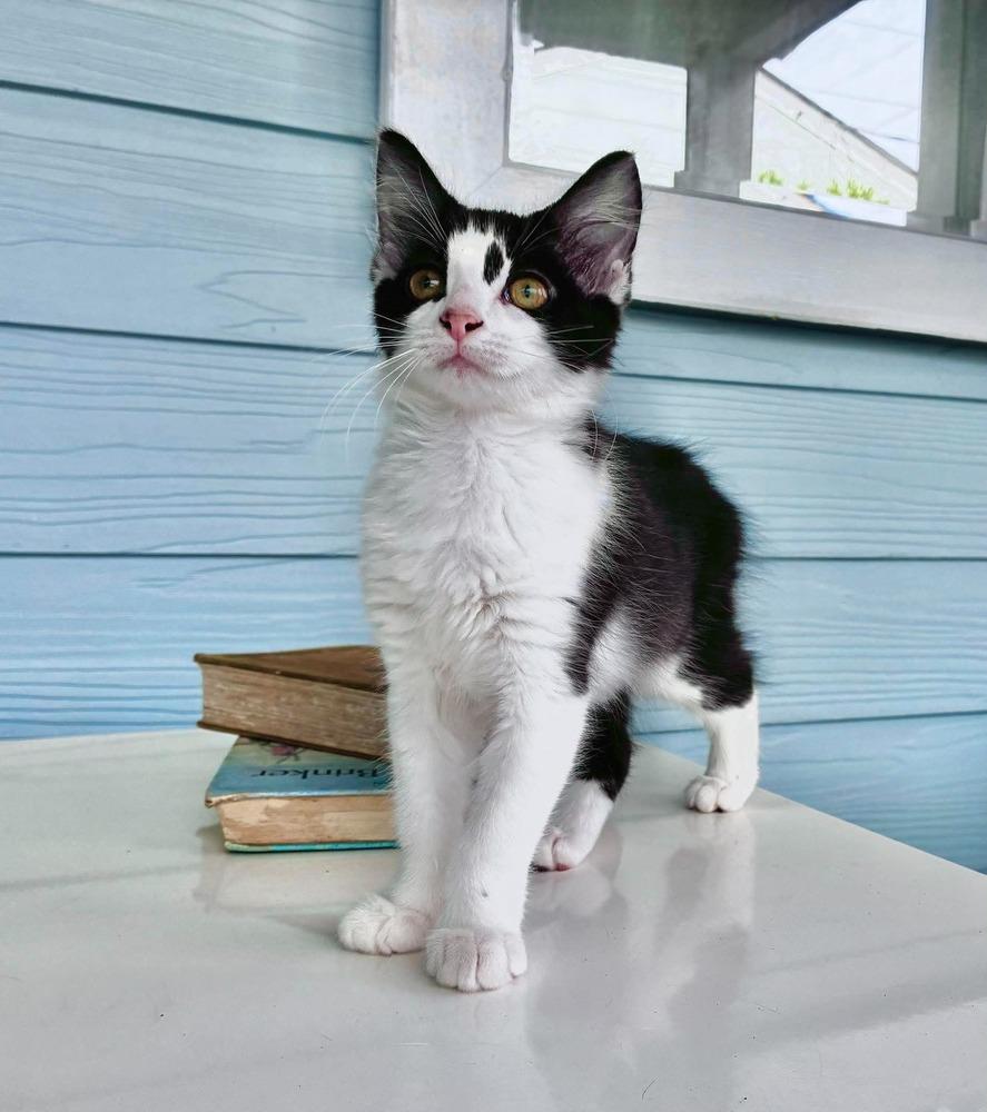 Enlarge Sophie, a Adoptable Domestic Medium Hair in Emerald Isle, NC image 5/6