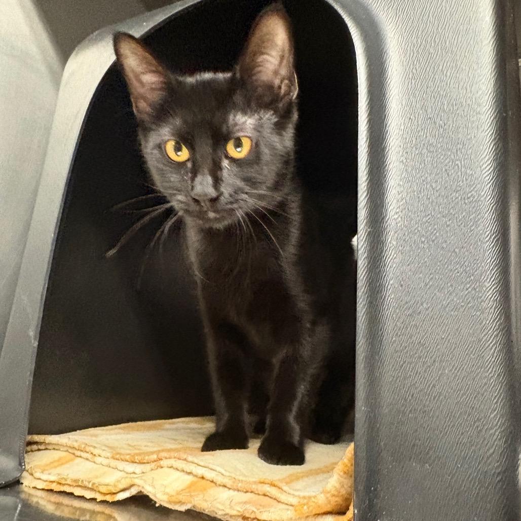 Enlarge Belinda, a Adoptable Domestic Short Hair in Spokane, WA image 1/2