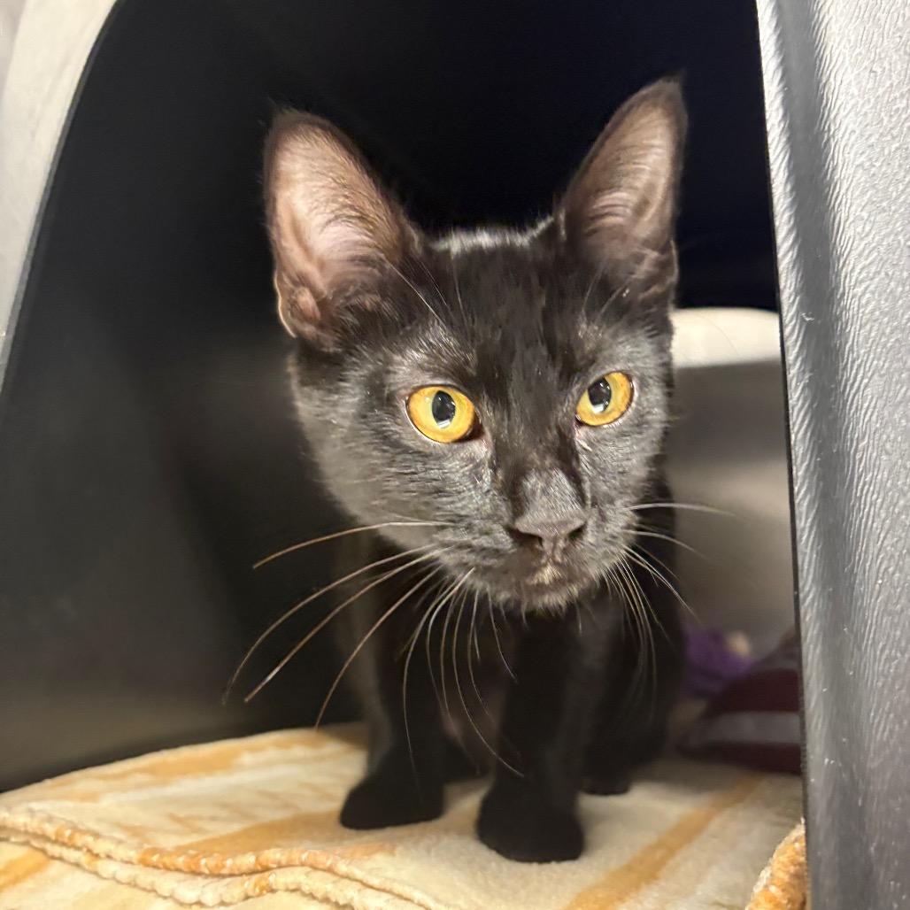 Enlarge Belinda, a Adoptable Domestic Short Hair in Spokane, WA image 2/2