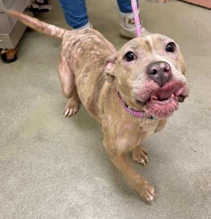 Kiwi — thumbnail 2