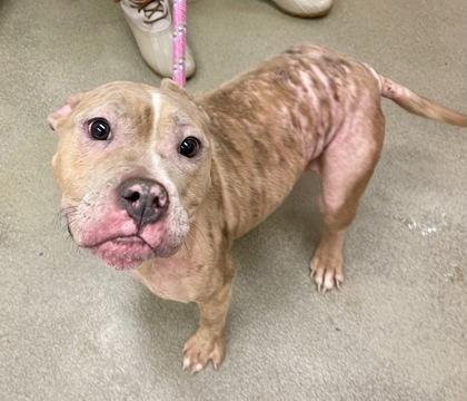 Kiwi — thumbnail 3