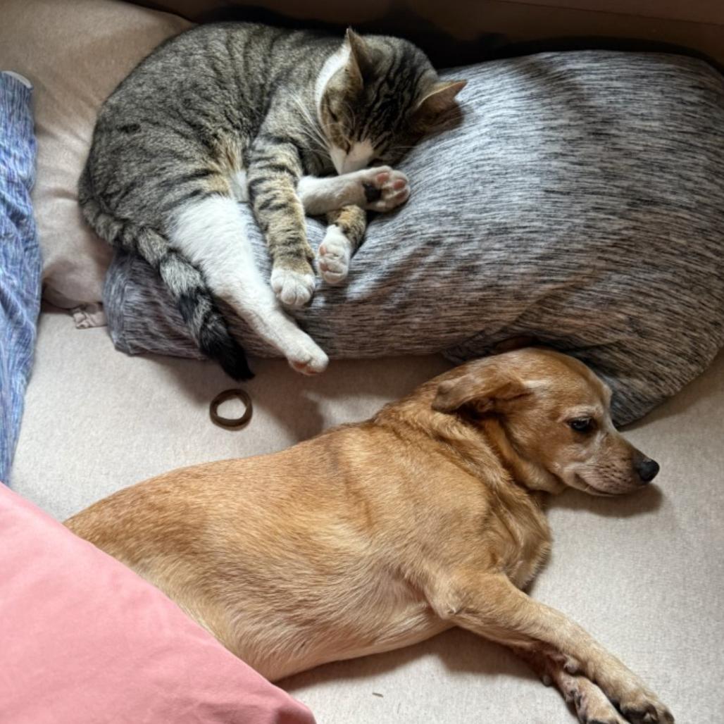 Enlarge Barney (Courtesy Post), a Adoptable mixed breed in Durham, NC image 3/6