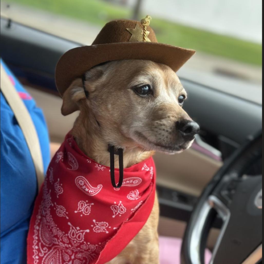 Enlarge Barney (Courtesy Post), a Adoptable mixed breed in Durham, NC image 4/6