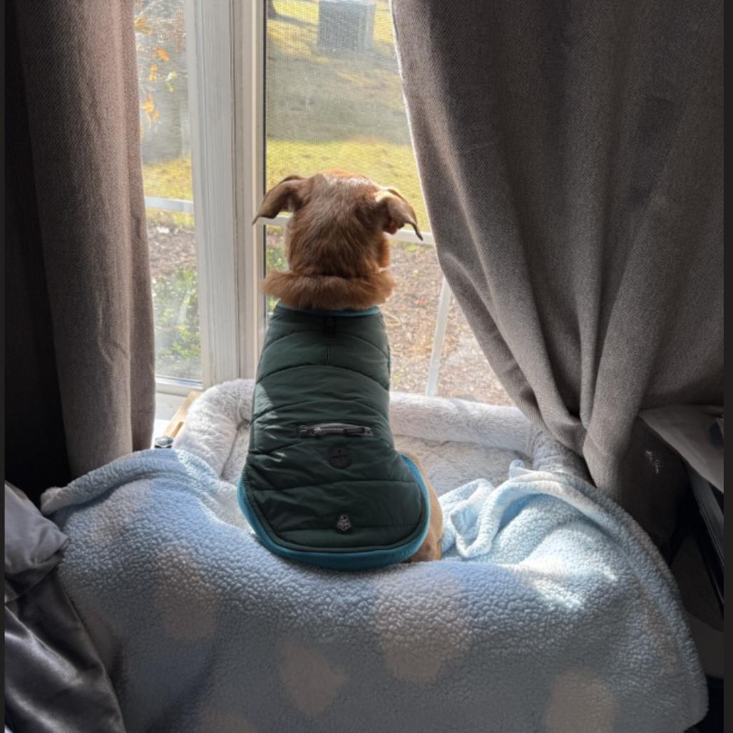 Enlarge Barney (Courtesy Post), a Adoptable mixed breed in Durham, NC image 5/6