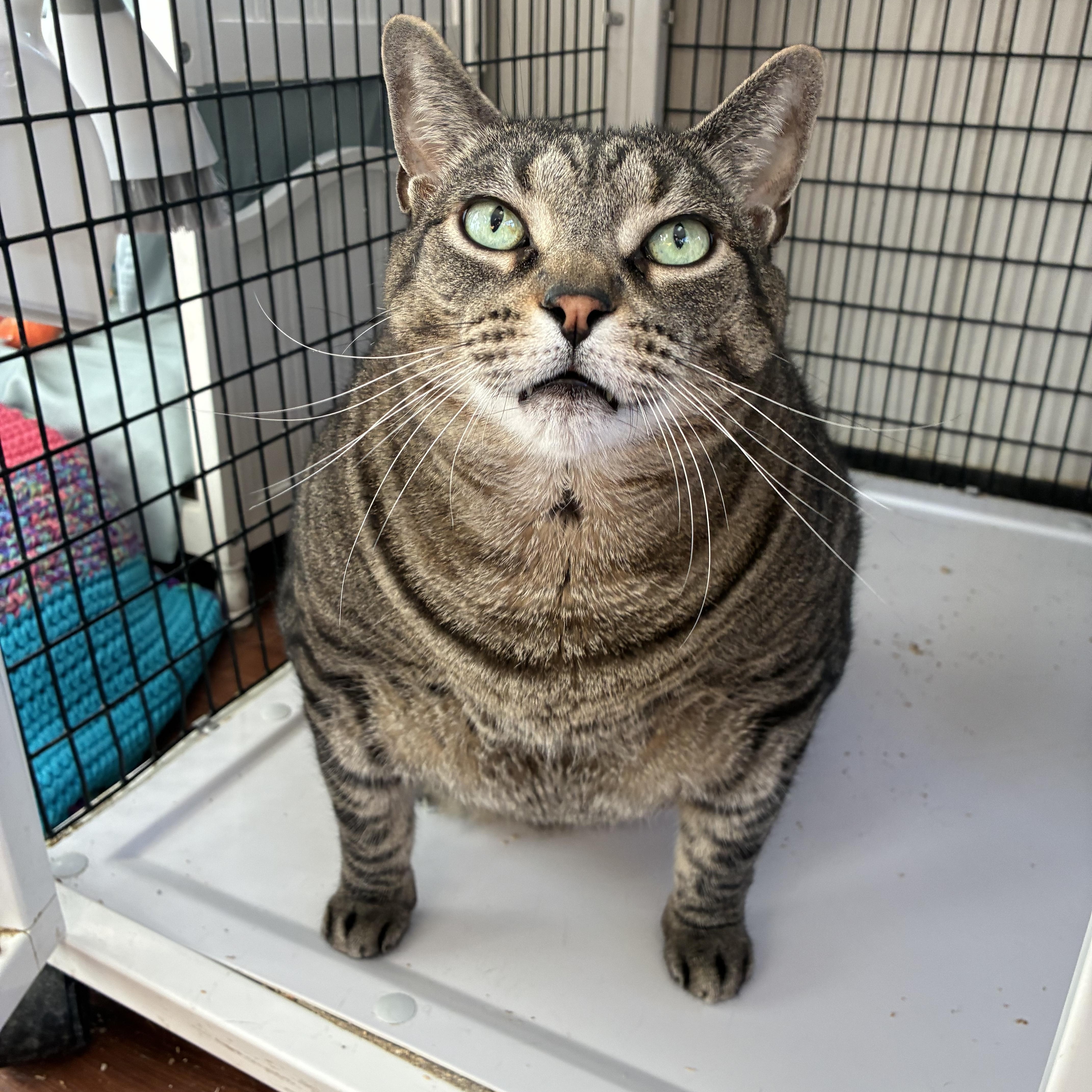 Enlarge Rhyker, a Adoptable Domestic Short Hair in Breinigsville, PA image 2/2