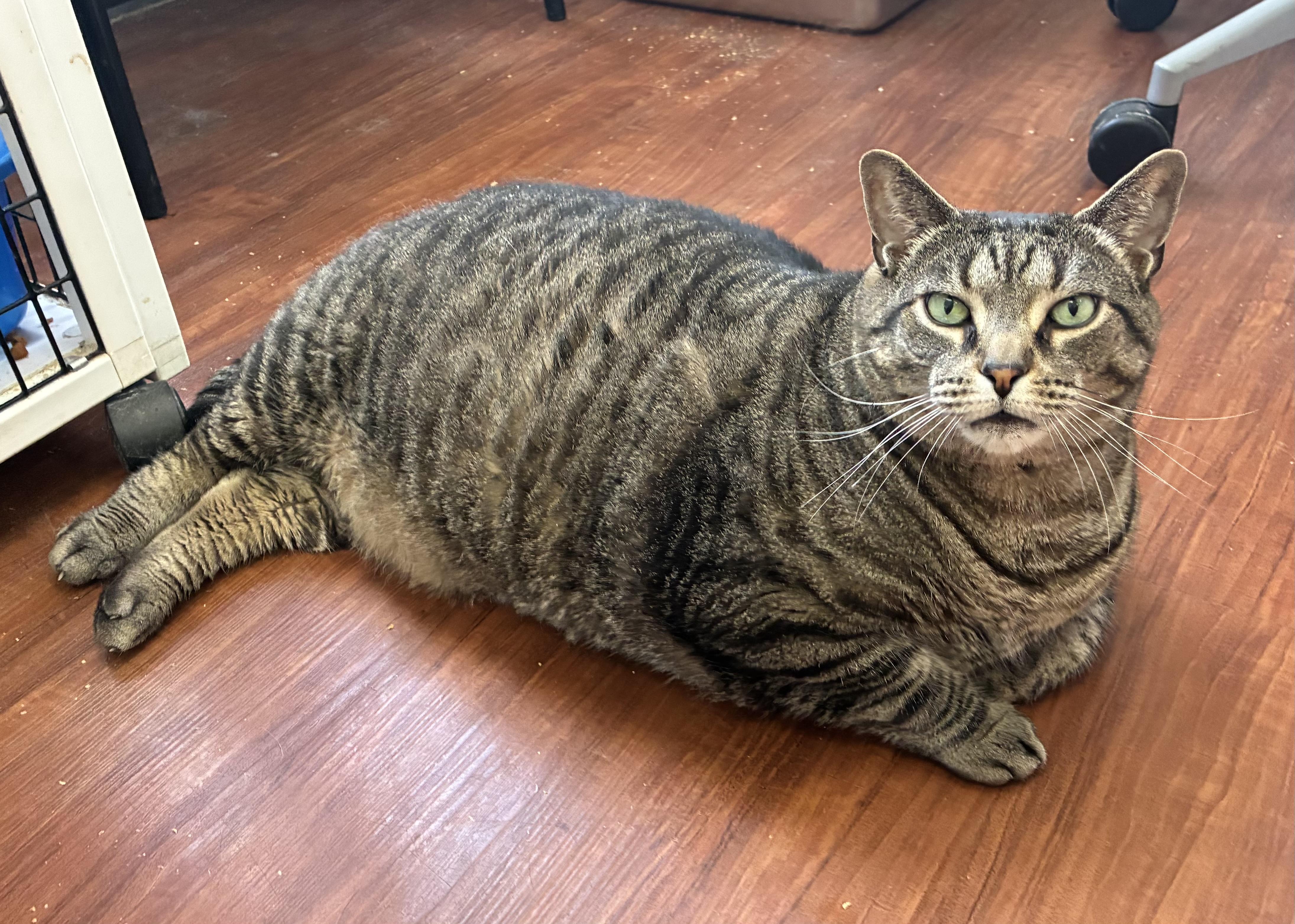 Enlarge Rhyker, a Adoptable Domestic Short Hair in Breinigsville, PA image 1/2