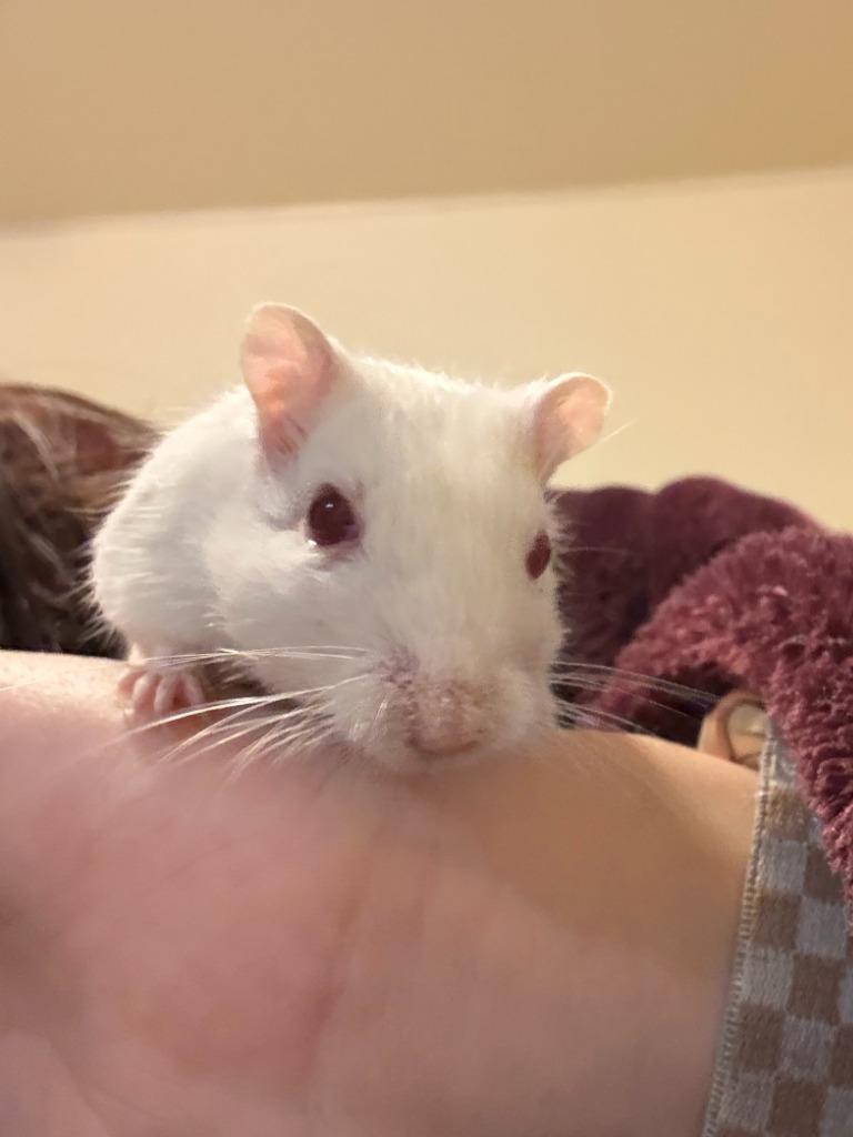 Abby / Cotton / Snowflake, Adoptable, Baby Female Gerbil.