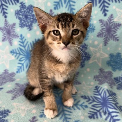 Cactus, Adoptable, Kitten Male Domestic Short Hair & Domestic Short Hair.