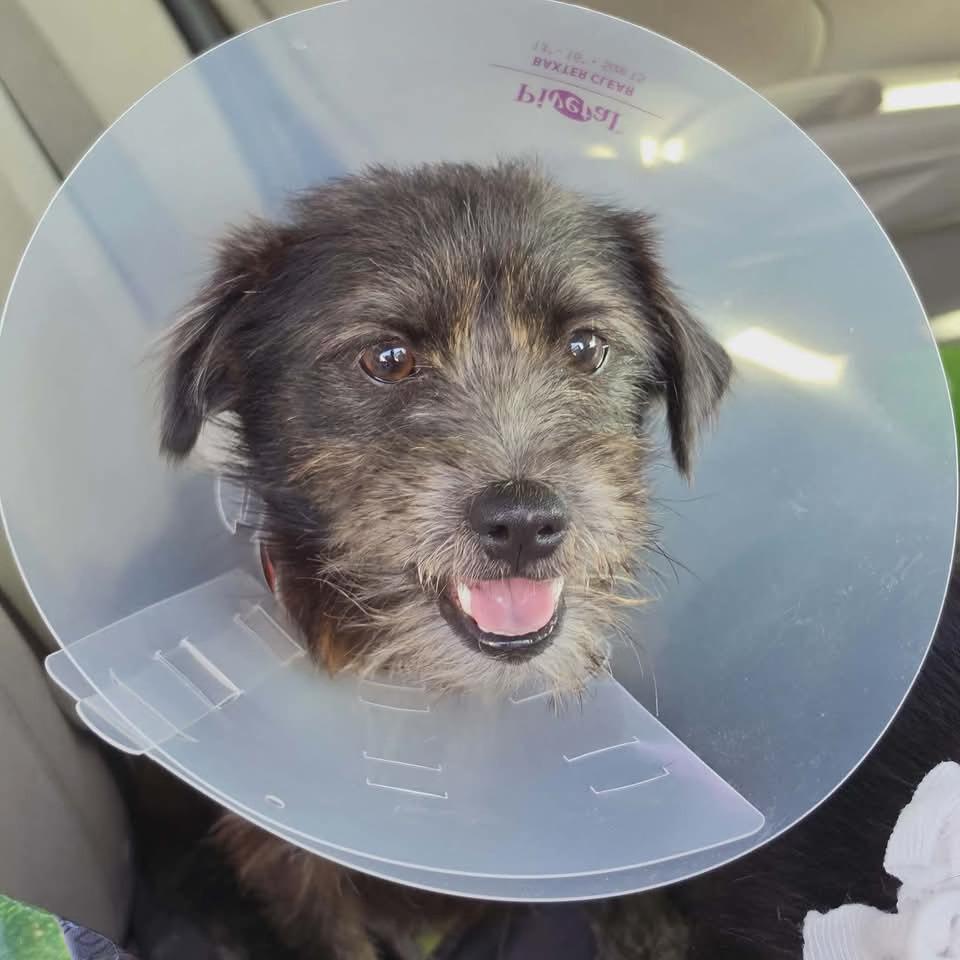 Enlarge Mario, a ADOPTABLE mixed breed in Commerce City, CO image 4/6