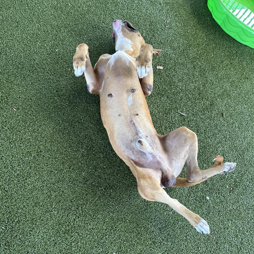 Jeff, a Adoptable mixed breed in West Palm Beach, FL image 1/6