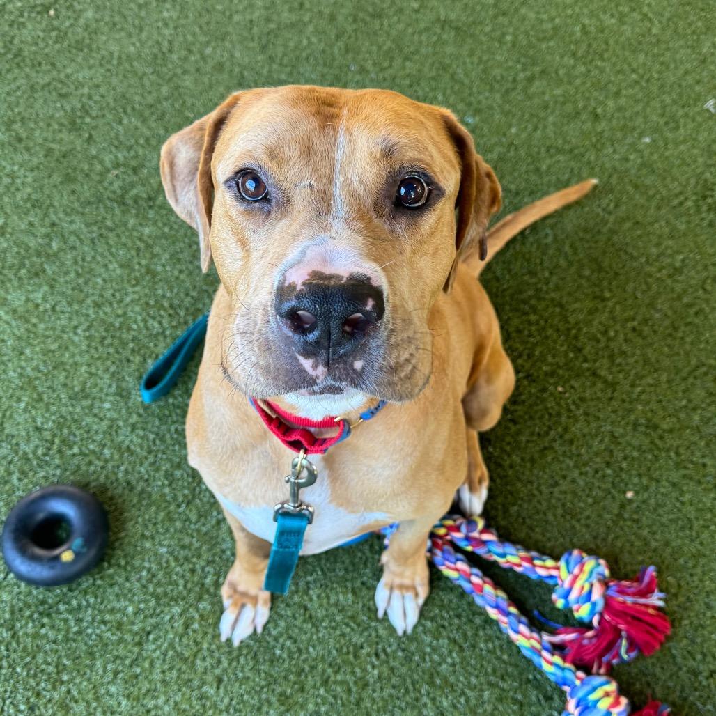 Jeff, a Adoptable mixed breed in West Palm Beach, FL image 2/6