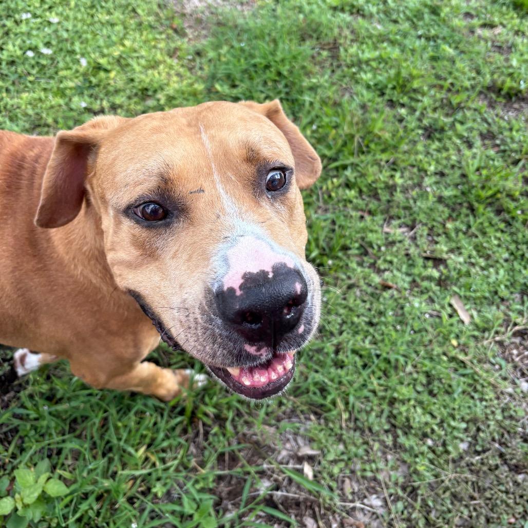 Jeff, a Adoptable mixed breed in West Palm Beach, FL image 3/6