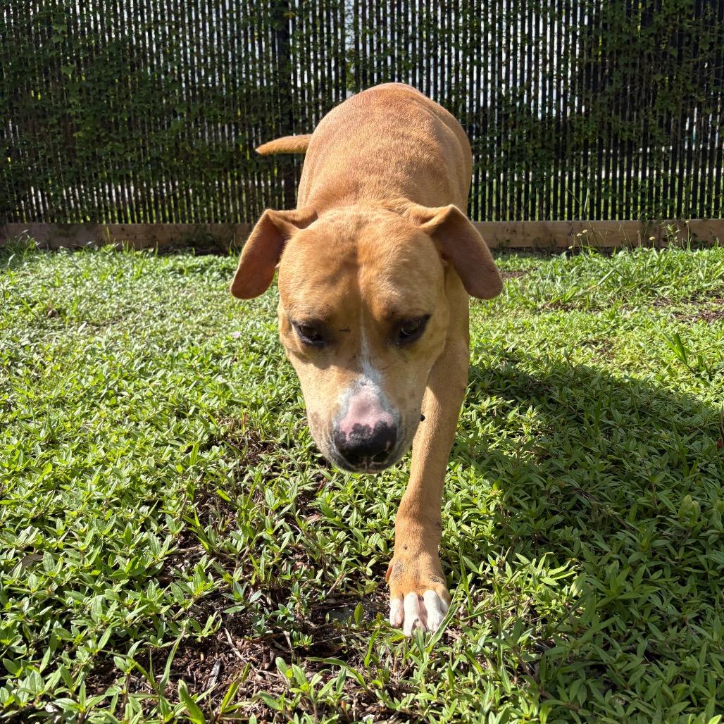 Jeff, a Adoptable mixed breed in West Palm Beach, FL image 4/6