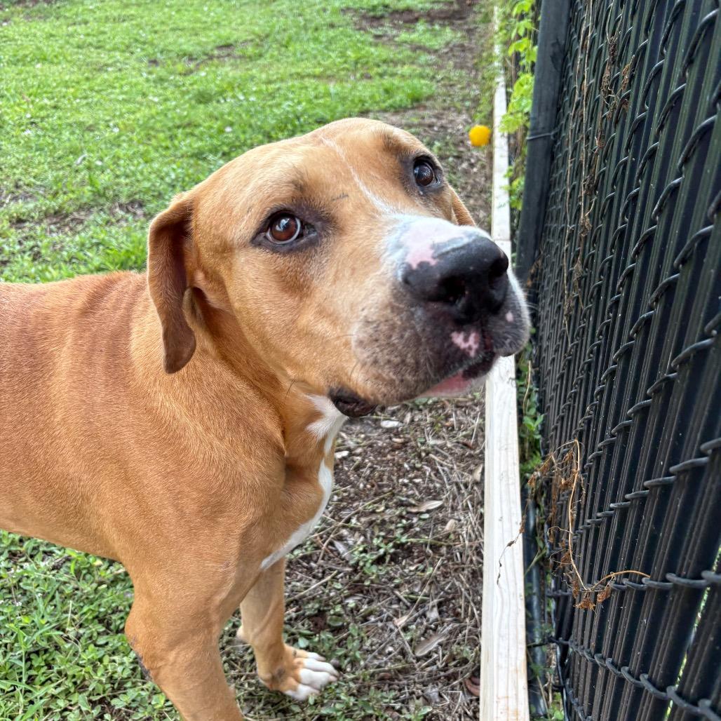 Jeff, a Adoptable mixed breed in West Palm Beach, FL image 5/6