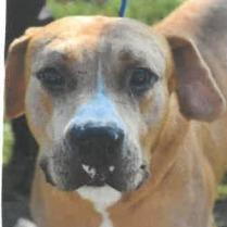 Jeff, a Adoptable mixed breed in West Palm Beach, FL image 6/6