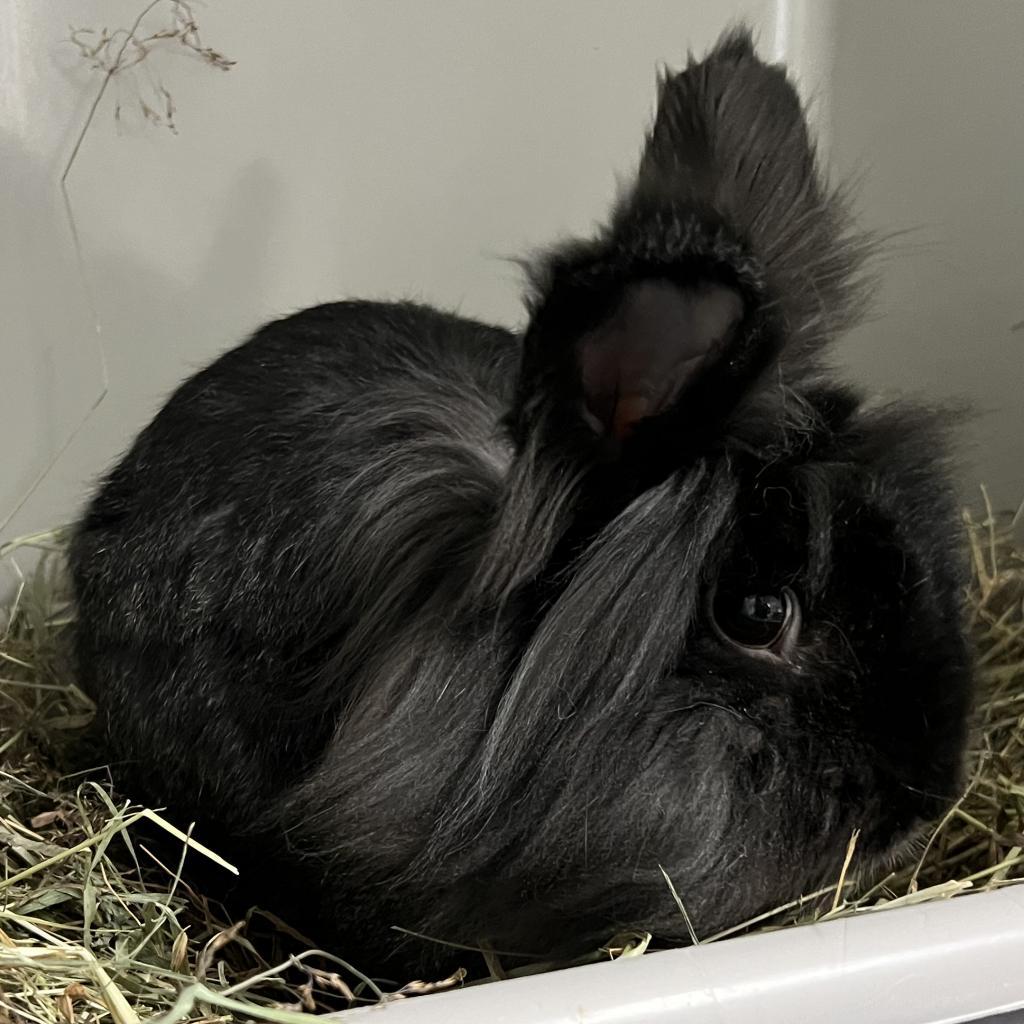 Enlarge Nightfury, a Adoptable Lionhead in Kennesaw, GA image 1/3