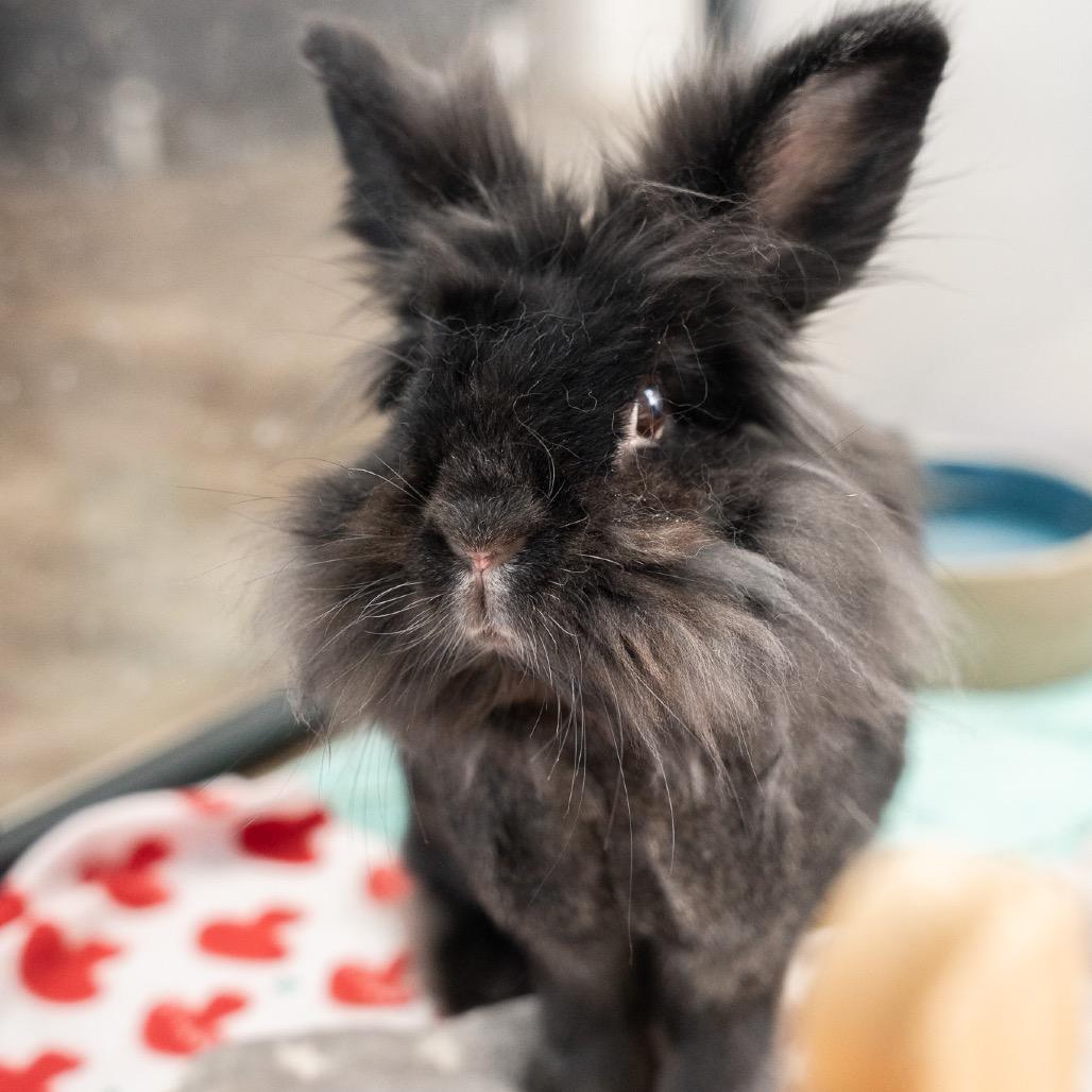 Enlarge Nightfury, a Adoptable Lionhead in Kennesaw, GA image 2/3