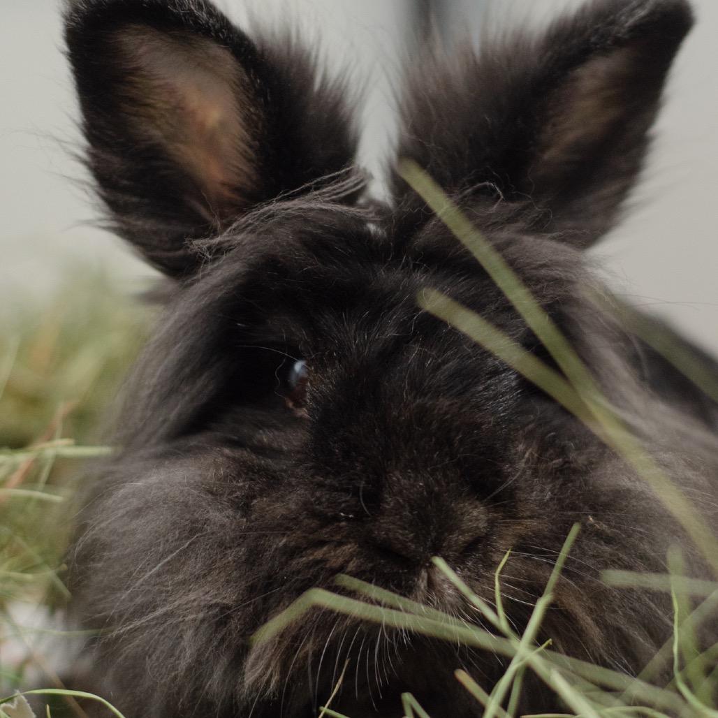 Enlarge Nightfury, a Adoptable Lionhead in Kennesaw, GA image 3/3