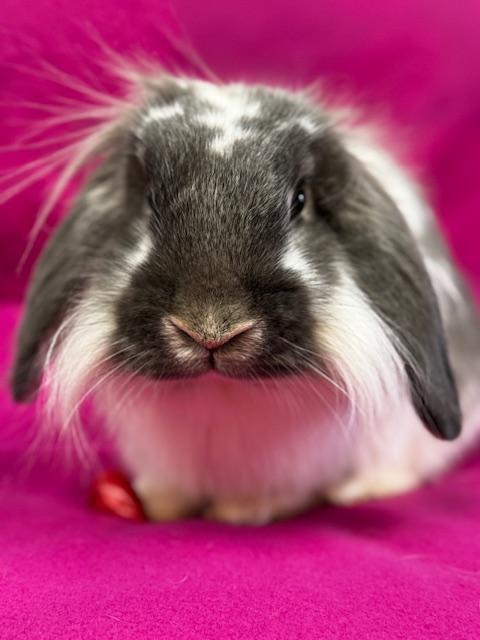 Abner, Adult Male Lionhead