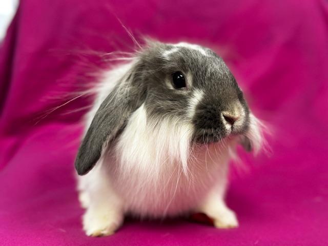 Abner photo 5