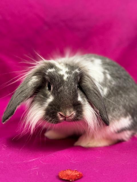 Abner photo 4