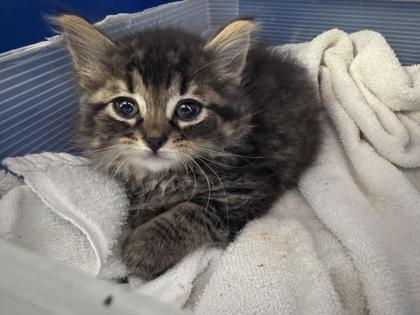 Enlarge Martha, a Adoptable mixed breed in Montreal, QC image 2/3