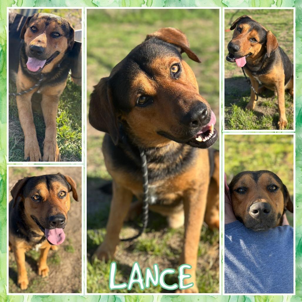 Lance, Adoptable, Adult Male Hound & Shepherd.