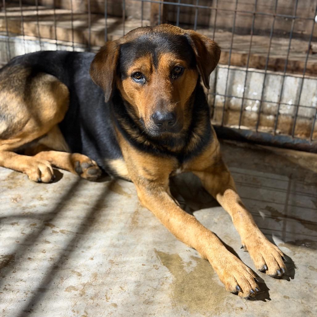 Lance, a Adoptable mixed breed in Fort Smith, AR image 2/3