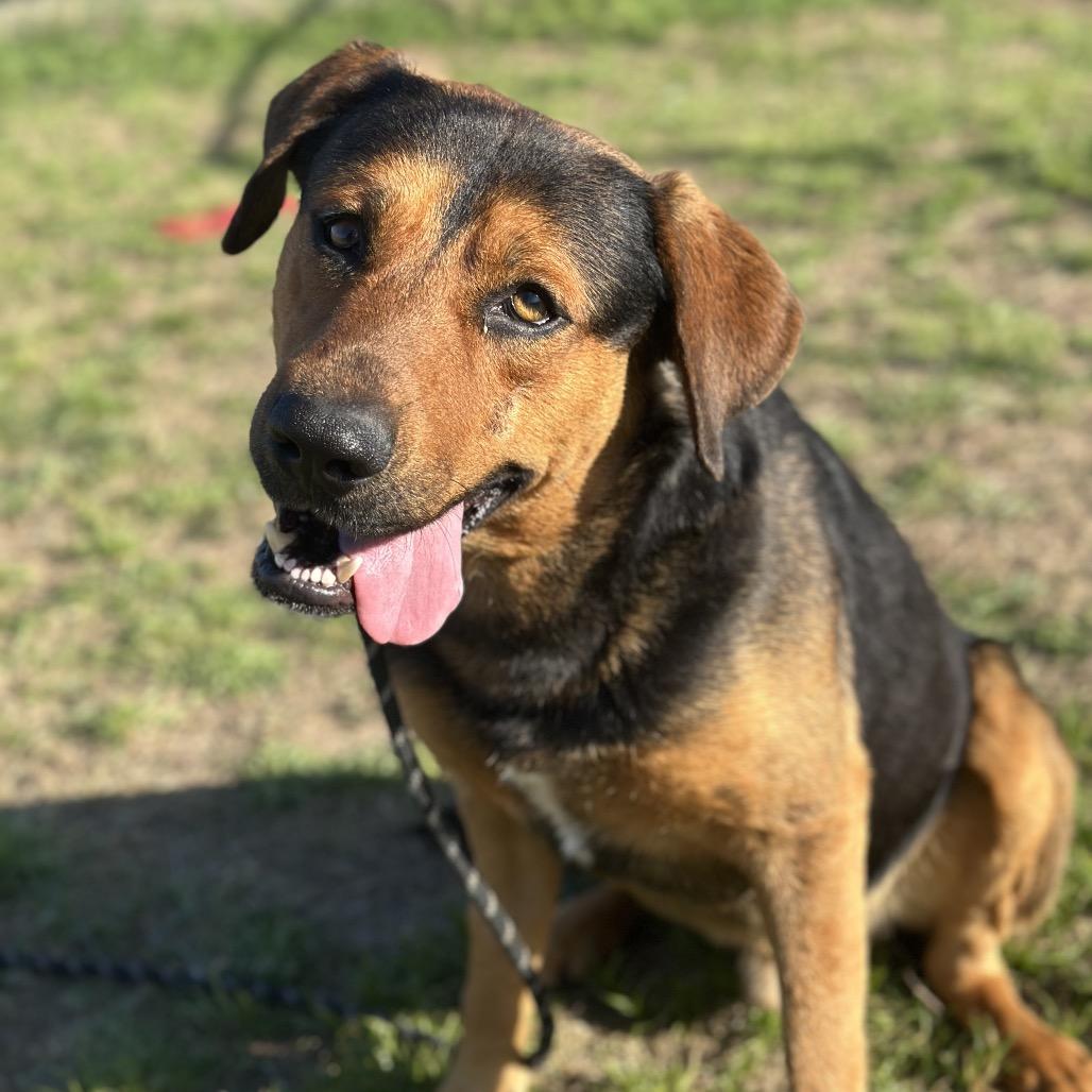 Lance, a Adoptable mixed breed in Fort Smith, AR image 3/3