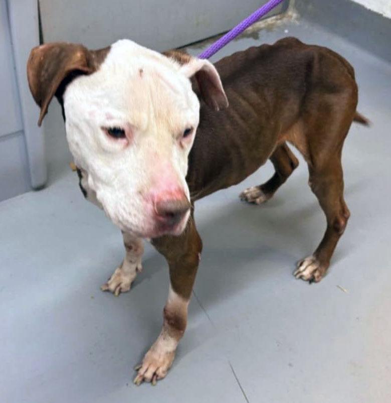 Enlarge Asher, a ADOPTABLE mixed breed in Kansas City, KS image 2/6