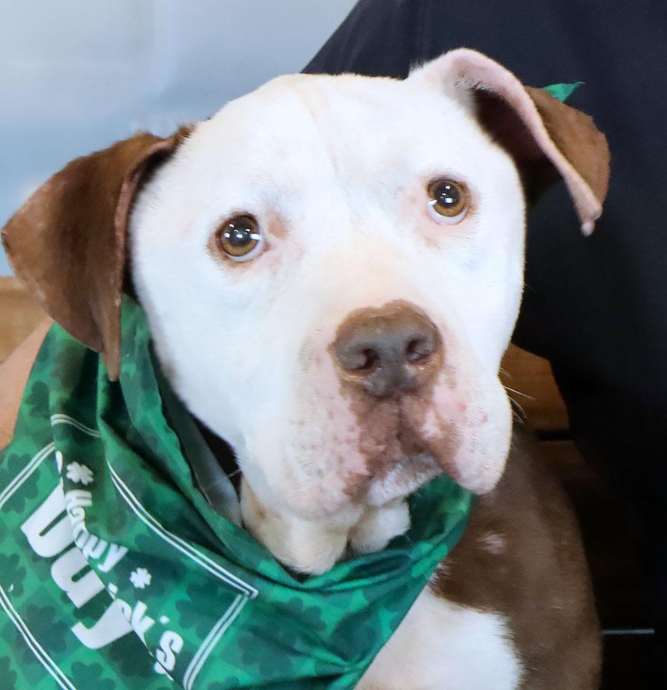 Enlarge Asher, a ADOPTABLE mixed breed in Kansas City, KS image 1/6