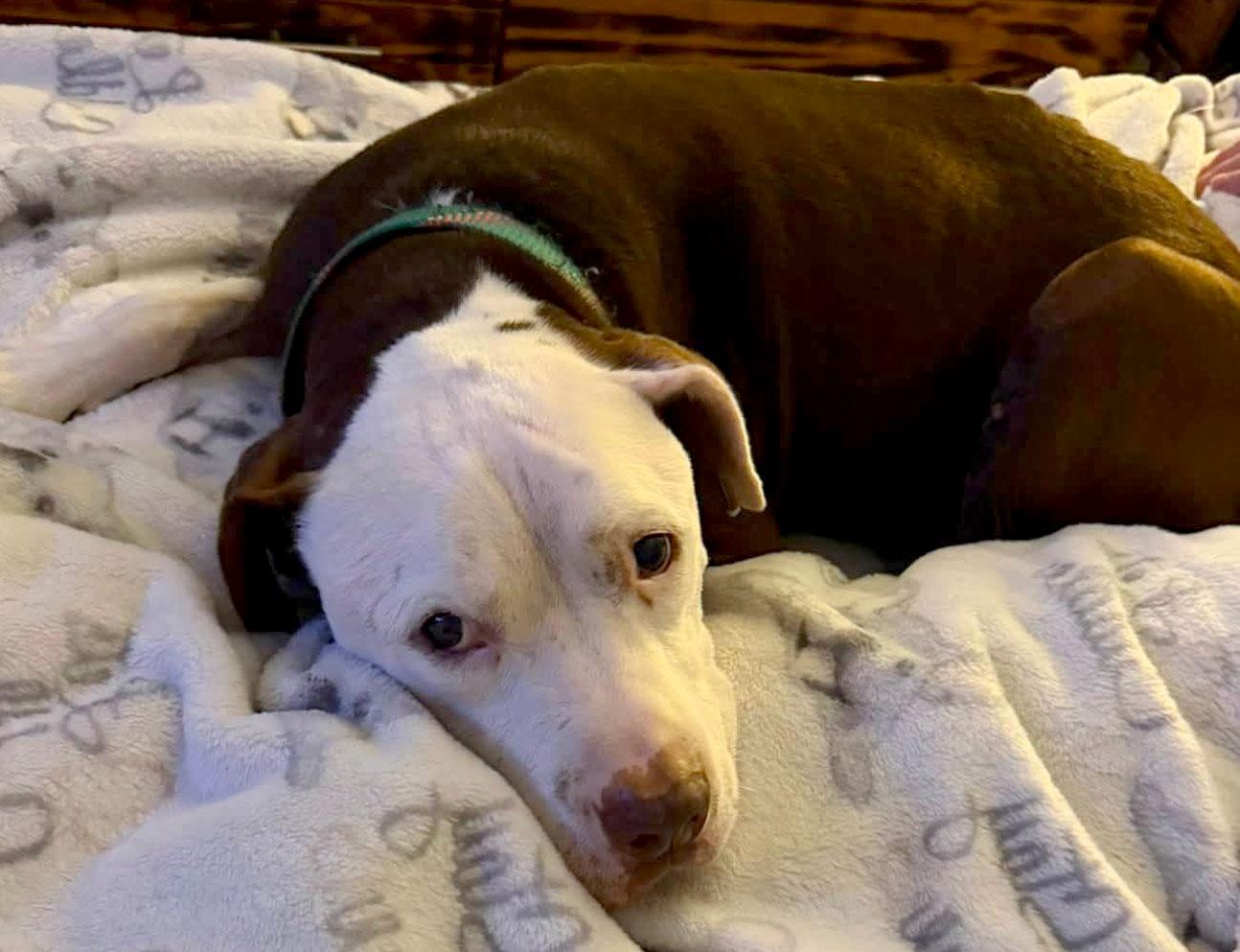 Enlarge Asher, a ADOPTABLE mixed breed in Kansas City, KS image 5/6