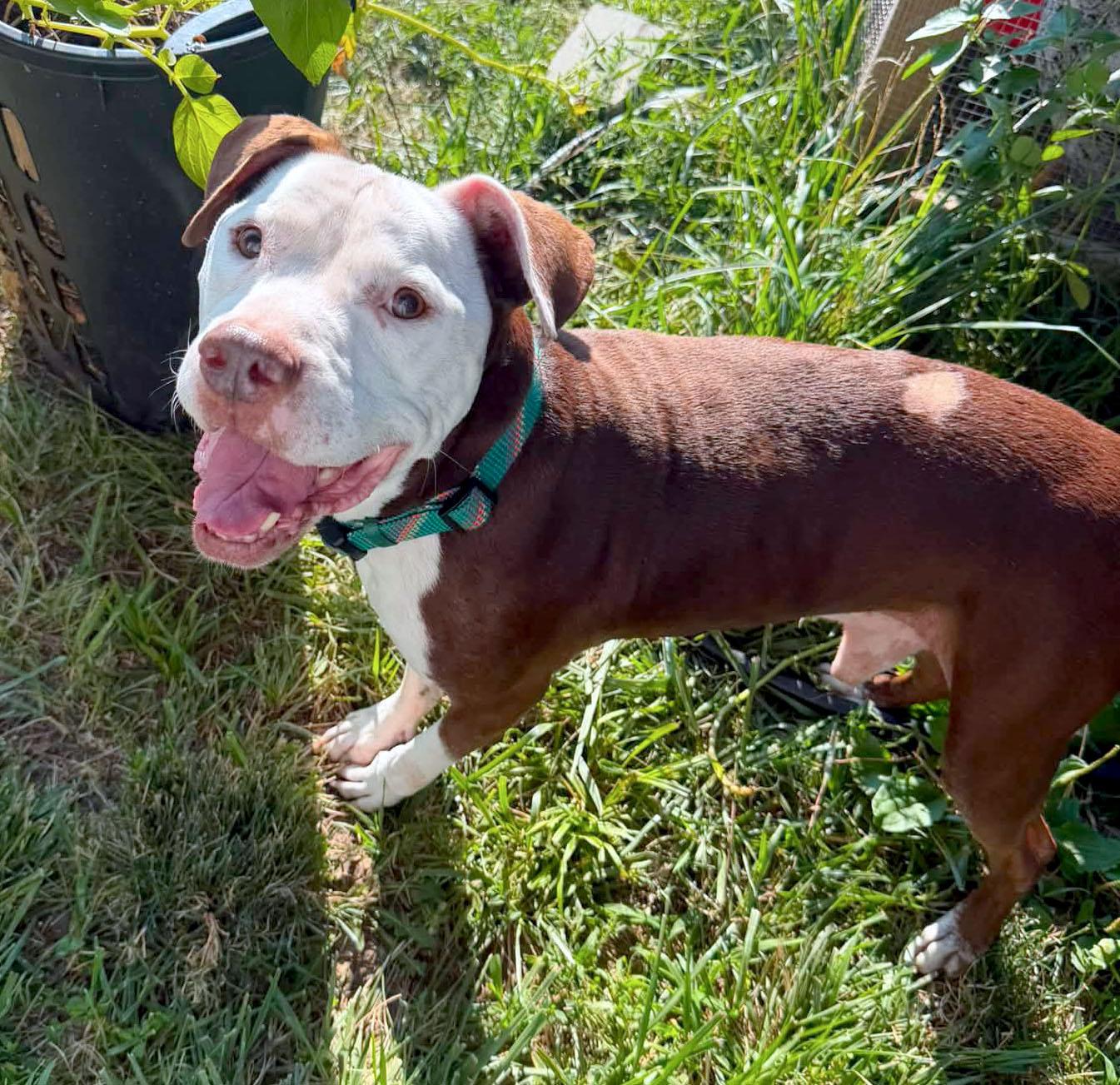 Enlarge Asher, a ADOPTABLE mixed breed in Kansas City, KS image 2/6