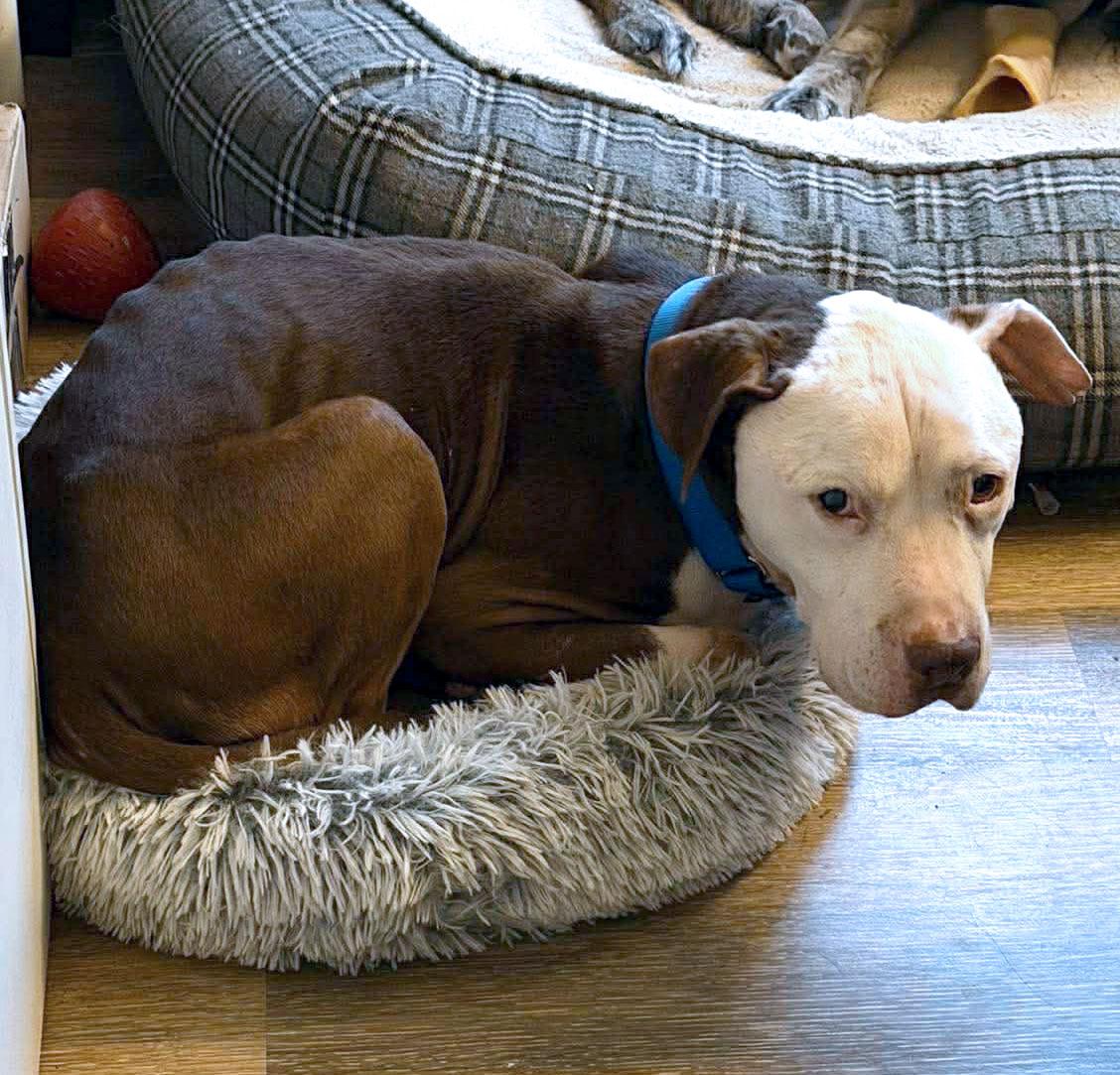 Enlarge Asher, a ADOPTABLE mixed breed in Kansas City, KS image 6/6