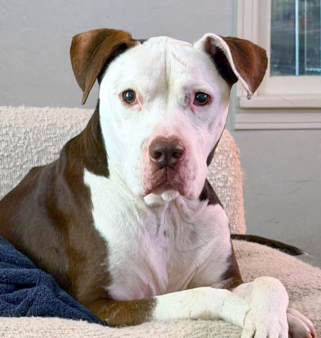 Asher, ADOPTABLE, Adult Male Pit Bull Terrier.