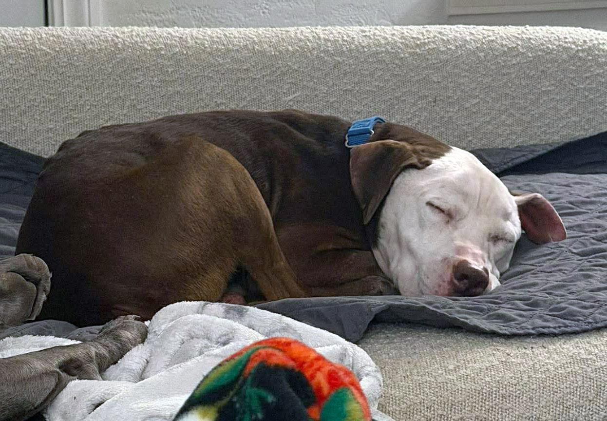 Enlarge Asher, a ADOPTABLE mixed breed in Kansas City, KS image 4/6