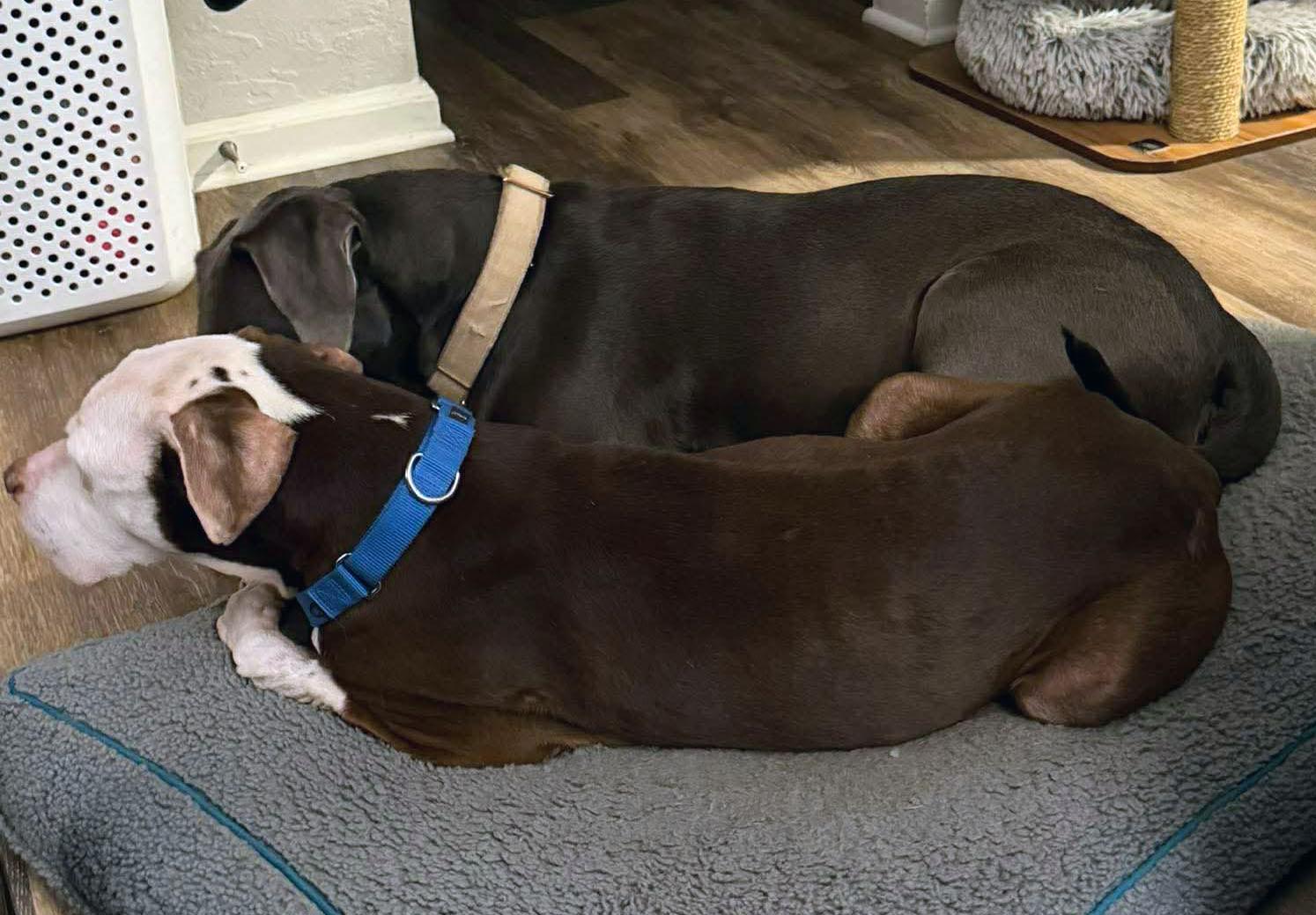 Enlarge Asher, a ADOPTABLE mixed breed in Kansas City, KS image 3/6