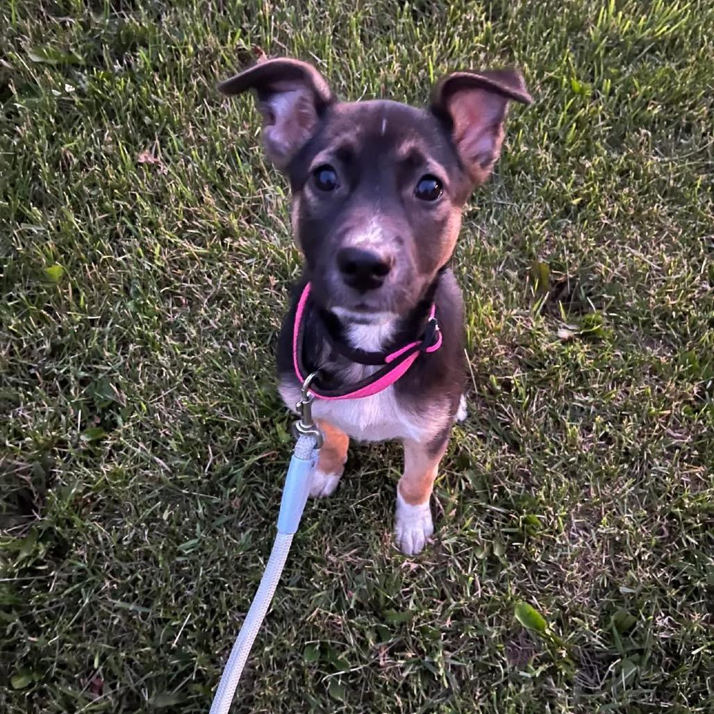 Enlarge Sunday, a Adoptable Mixed Breed in Tomah, WI image 1/3