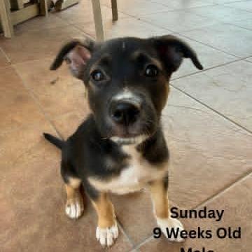 Enlarge Sunday, a Adoptable Mixed Breed in Tomah, WI image 2/3