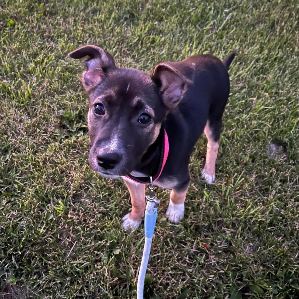 Enlarge Sunday, a Adoptable Mixed Breed in Tomah, WI image 3/3