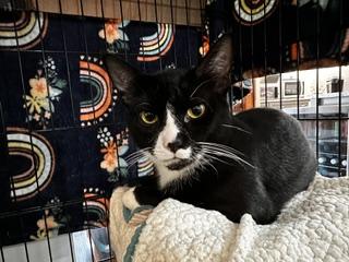 Enlarge Tux, a Adopted Domestic Short Hair in St Petersburg, FL image 1/2