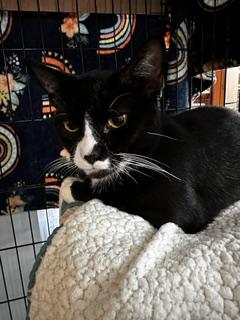 Enlarge Tux, a Adopted Domestic Short Hair in St Petersburg, FL image 2/2