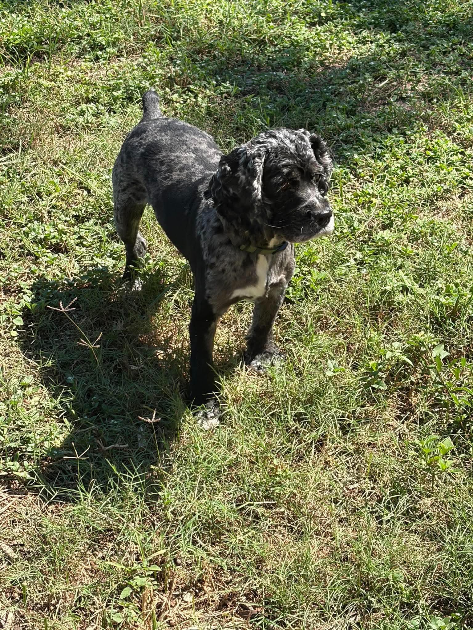 Enlarge Millie, a Adoptable Cocker Spaniel in Panama City, FL image 1/1