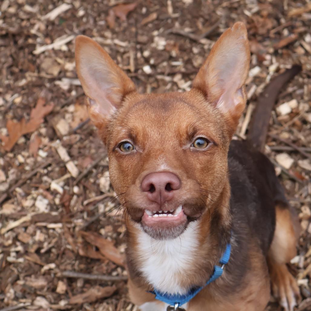 Foxy, Adoptable, Adult Female Mixed Breed & Terrier.